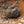Load image into Gallery viewer, Black Truffle - Melanosporum
