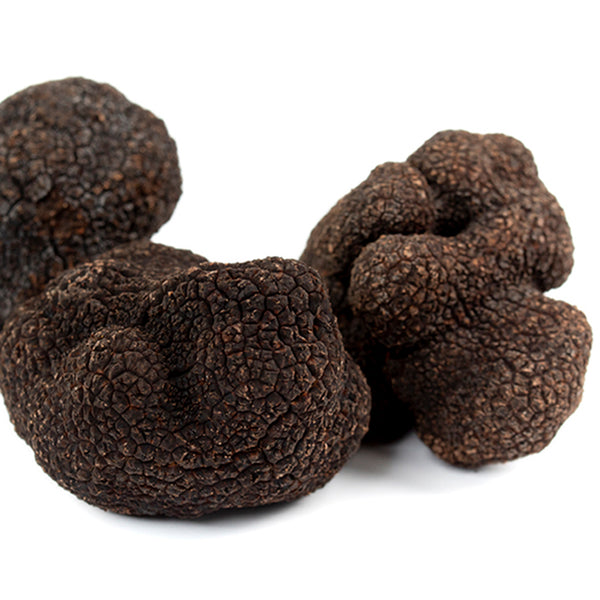 Black Truffle - Melanosporum